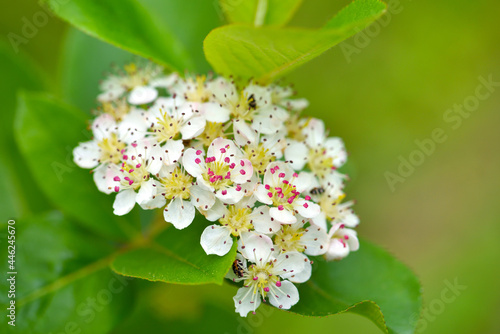 White tender flowers of black chokeberry (Aronia melanocarpa) in spring on green leaves background. Selective focus.