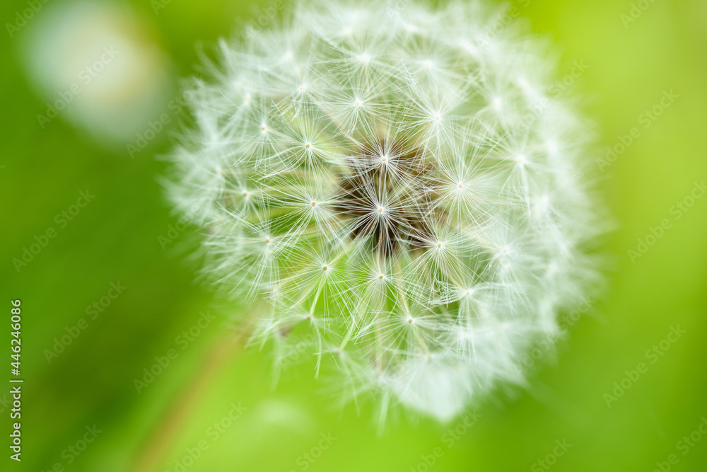 Fototapeta premium Closeup white dandelion on green background, selective focus