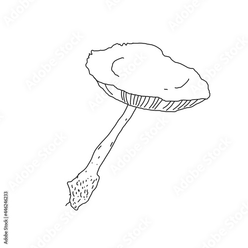 Illustration of a mushroom in the style of linart photo