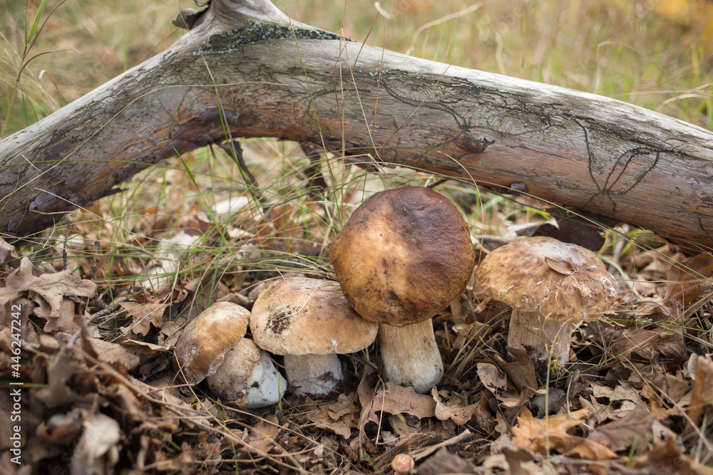 several fresh porcini mushrooms on dry fallen leaves in the forest. autumn mushroom picking. Time to hunt for forest mushrooms. diet healthy food, a walk in nature with benefit. Selective focus several fresh porcini mushrooms on dry fallen leaves in the forest. autumn mushroom picking. Time to hunt for forest mushrooms. diet healthy food, a walk in nature with benefit. Selective focus