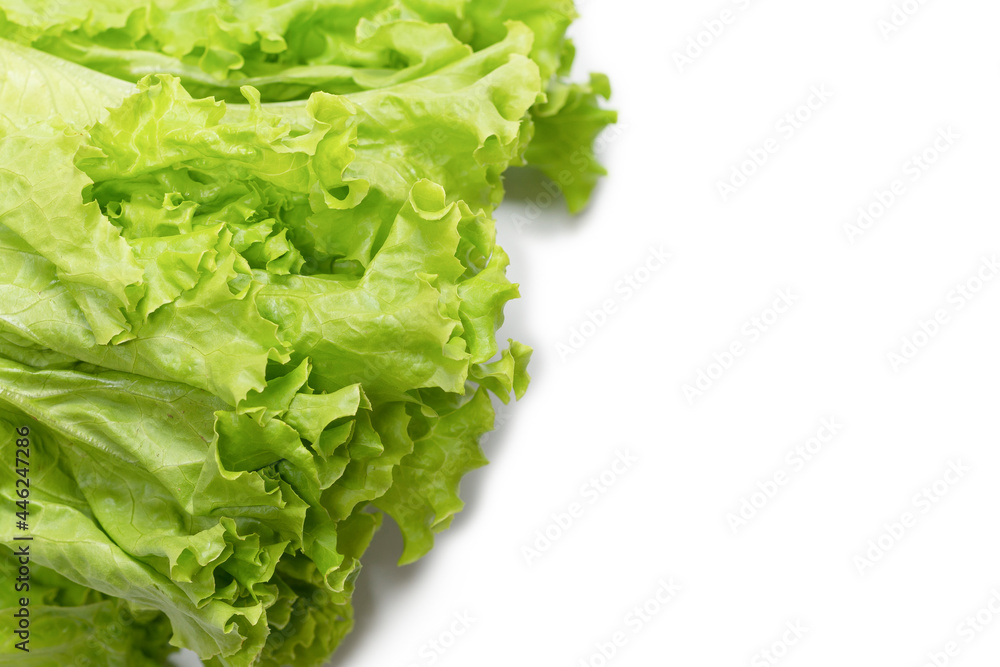 Fresh lettuce salad isolated on a white background. Fresh lettuce salad isolated on a white background.