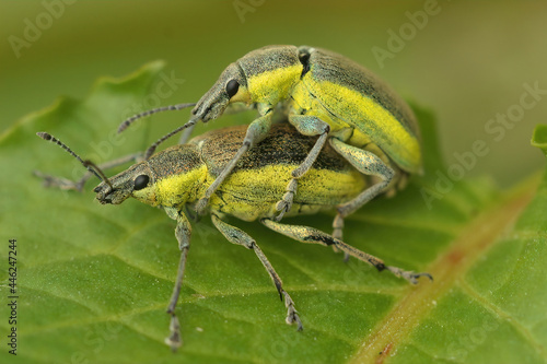 Closeup on a colorful green weevil species in copulation, Chlorophanus viridis on a green leaf photo