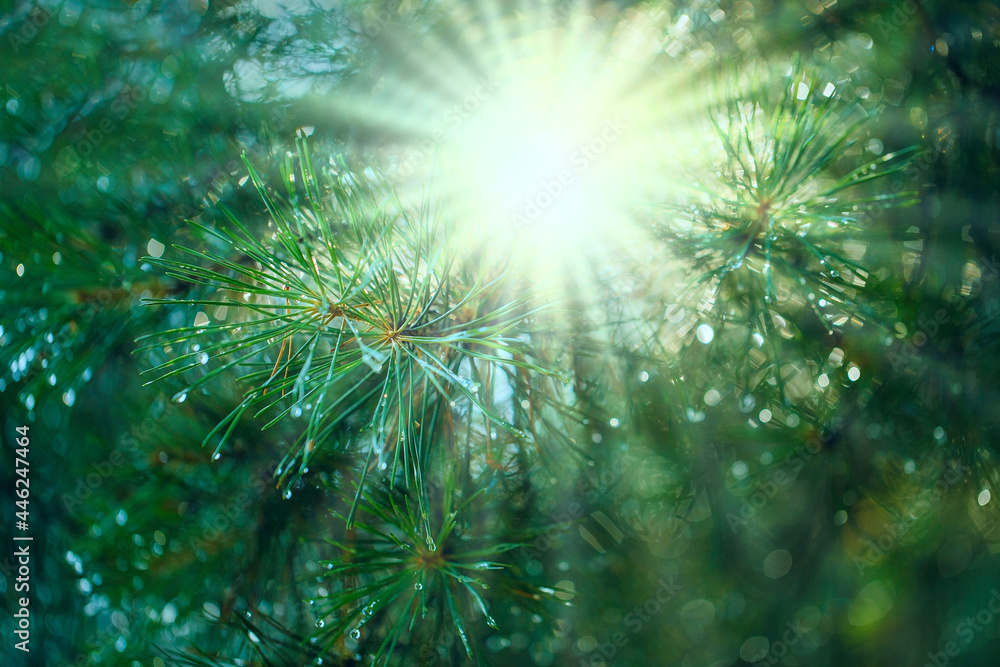 The sun's rays through the branches of a pine tree after the rain. Beautiful natural forest eco-friendly background with a blurred background