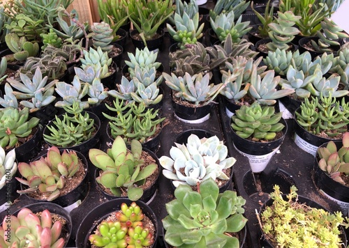 Assortment of succulent plants in tiny pots