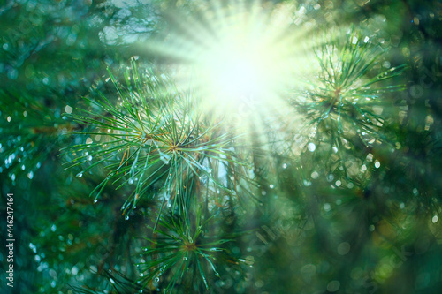 The sun's rays through the branches of a pine tree after the rain. Beautiful natural forest eco-friendly background with a blurred background