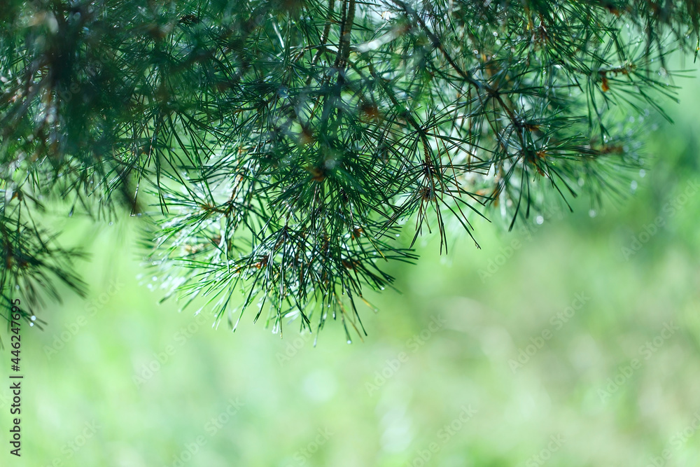 Green coniferous twigs and raindrops. A pine twig is placed on top of a blurred horizontal background
