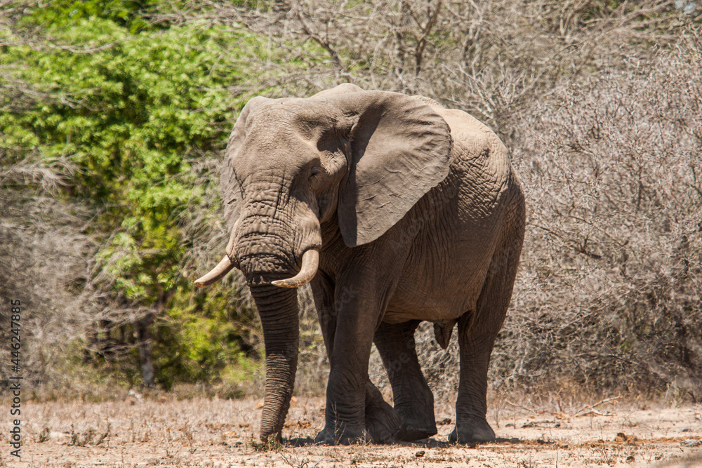 African elephant bull walking in the heat of the Kruger Park sun in South Africa