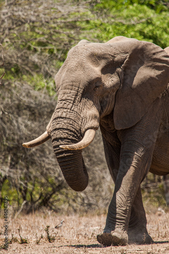 African elephant bull walking in the heat of the Kruger Park sun in South Africa © wayne
