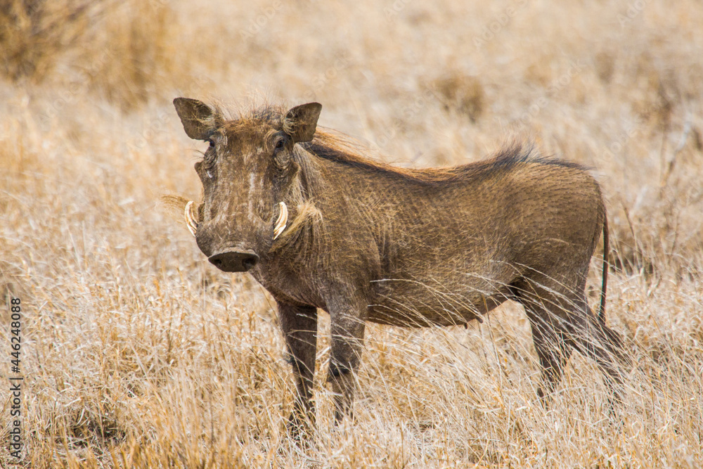 Male warthog walking through the dead grass in the Kruger Park in South Africa Male warthog walking through the dead grass in the Kruger Park in South Africa