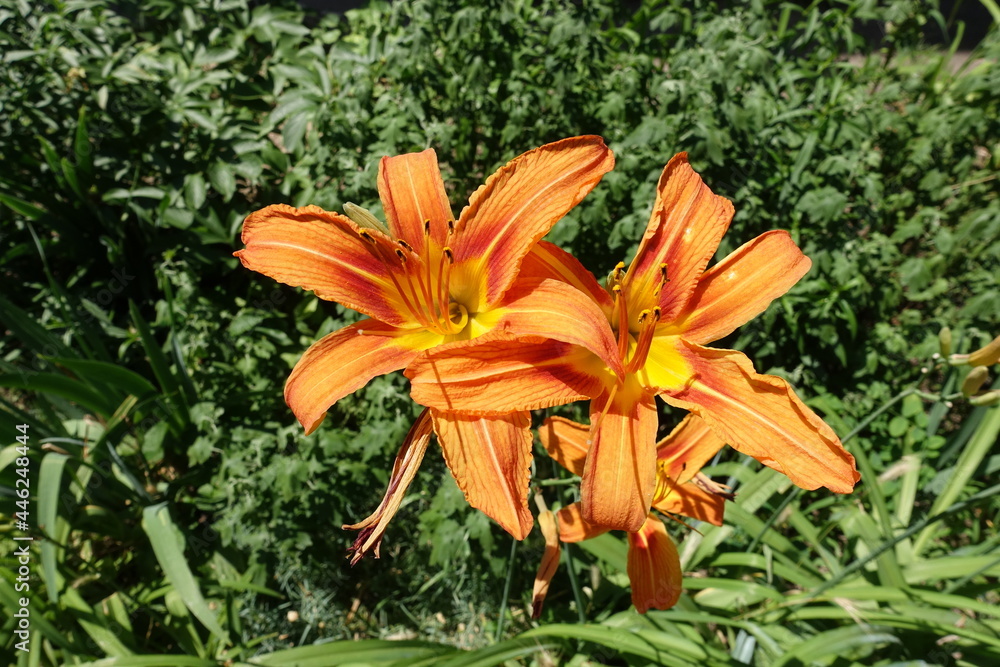 Closeup of two bright orange flowers of tiger daylily in mid June Closeup of two bright orange flowers of tiger daylily in mid June