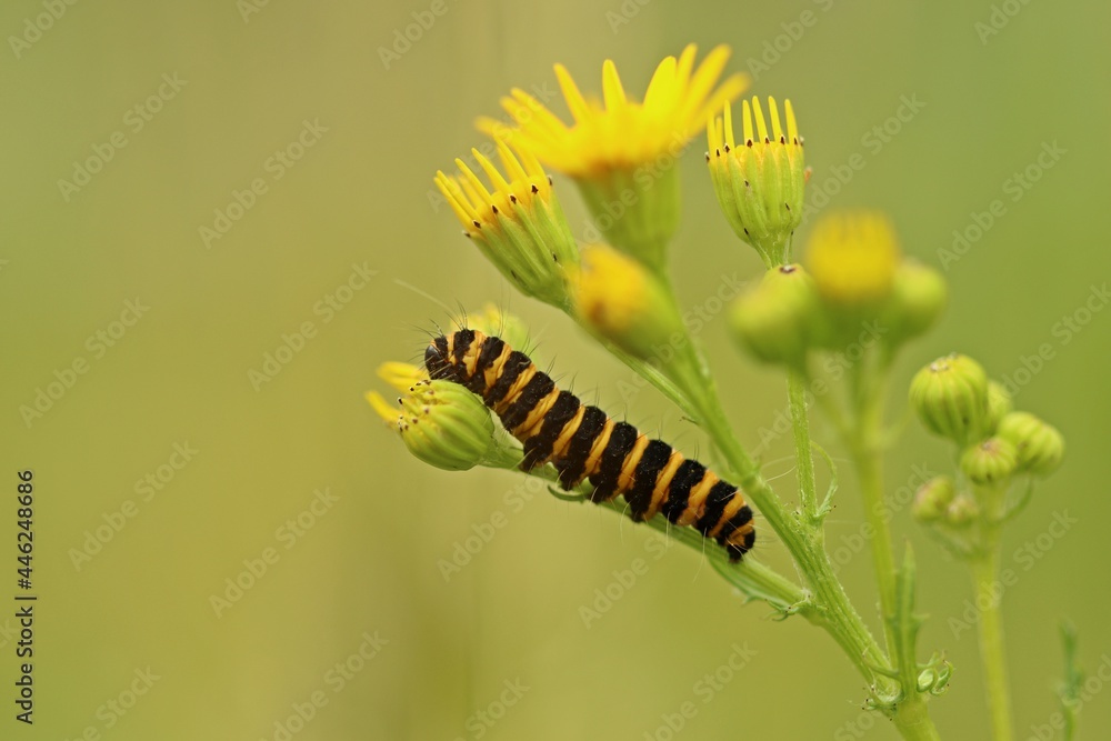 Raupe des Jakobskrautbären (Tyria jacobaeae) an Jakobskreuzkraut (Senecio jacobaea). Raupe des Jakobskrautbären (Tyria jacobaeae) an Jakobskreuzkraut (Senecio jacobaea).