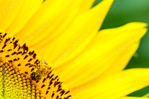【夏イメージ】ヒマワリとミツバチ © travel