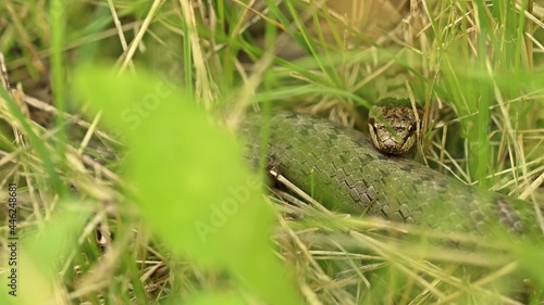 Schlingnatter (Coronella austriaca) im Gras.