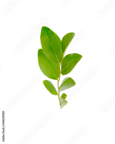 Old, overwintered leaves of ligustrum plant isolated on white background © sucharat