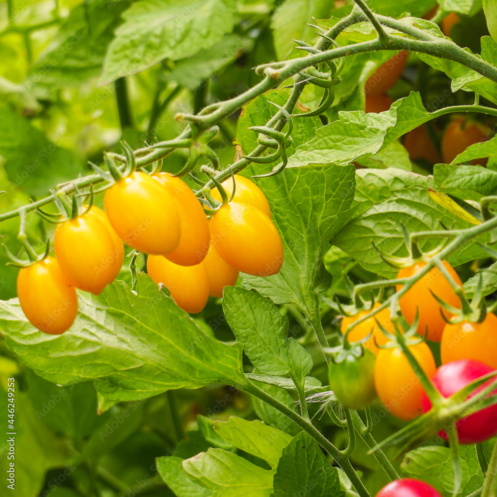 Beautiful ripe yellow tomatoes on a bush in the garden