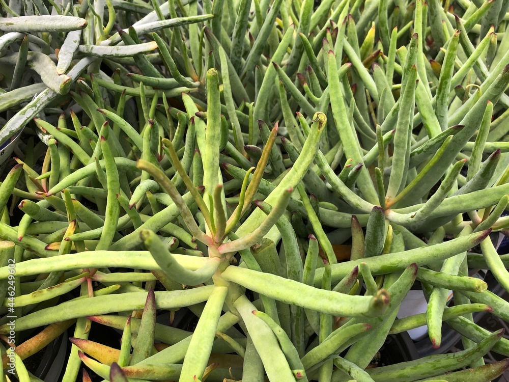 Thick patch of aloe vera plants in pots Thick patch of aloe vera plants in pots