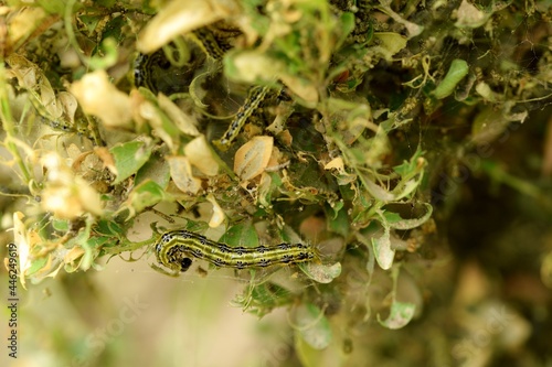 Box tree moth caterpillar eating boxwood leaves, devastated buxus, defoliated boxtree.