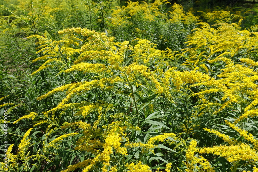 Solidago canadensis in full bloom in August Solidago canadensis in full bloom in August