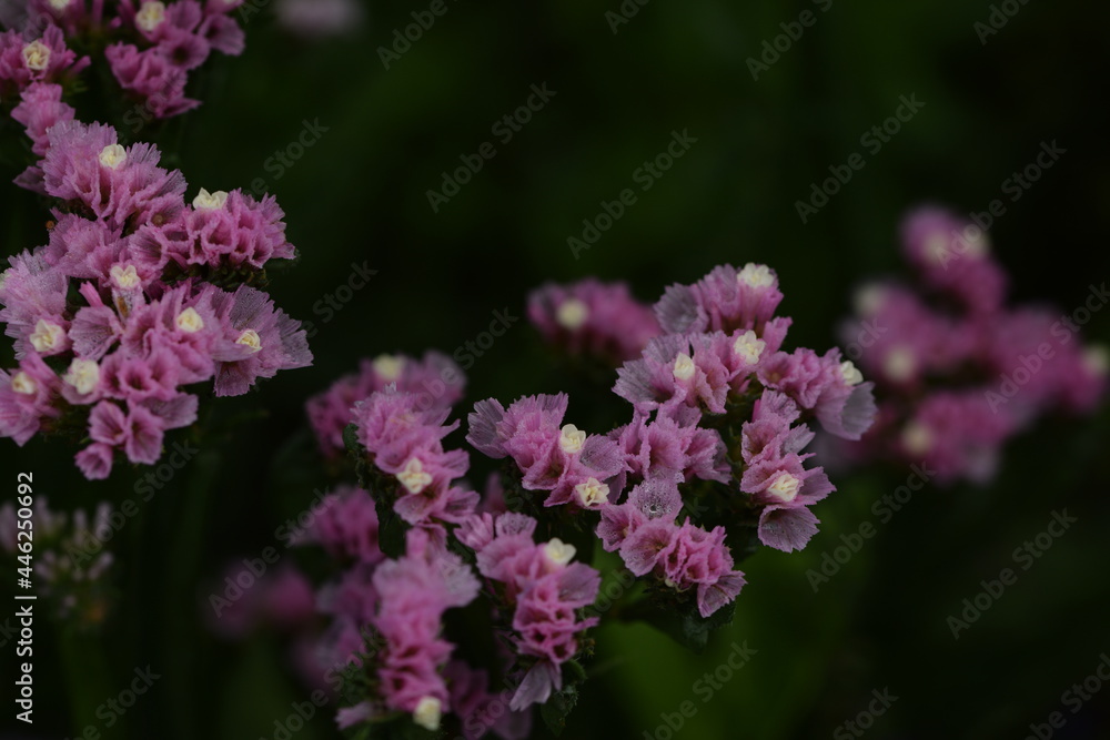 Wavyleaf sea lavender blooming pink with white, limonium flowers on dark background.