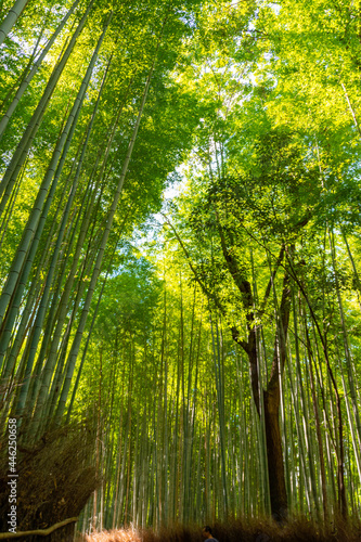 Kyoto Arashiyama The bamboo forest path
