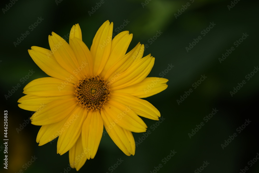 Heliopsis closeup yellow flower on green bokeh background. flower background with space for text. Heliopsis closeup yellow flower on green bokeh background. flower background with space for text.
