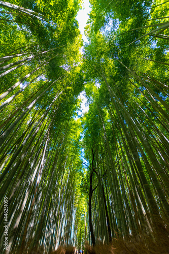 Fototapeta Naklejka Na Ścianę i Meble -  Kyoto Arashiyama The bamboo forest path