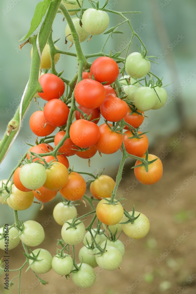 Small red tomatoes growing in greenhouse.
