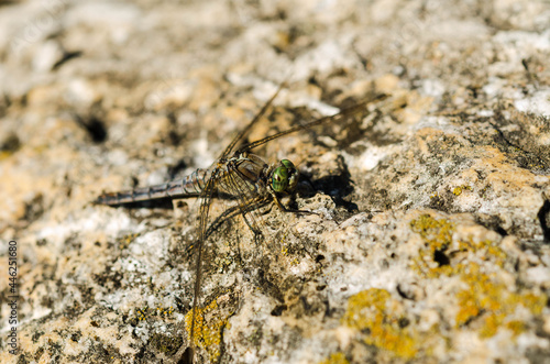 Grey dragonfly (Anisoptera) or libelula on a rock  © mina709