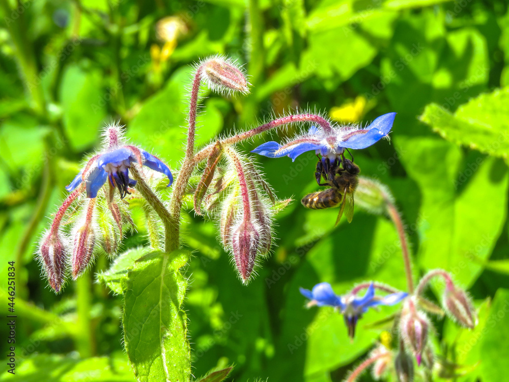 bee gathering nectar from borage also known as bugloss and starflower bee gathering nectar from borage also known as bugloss and starflower