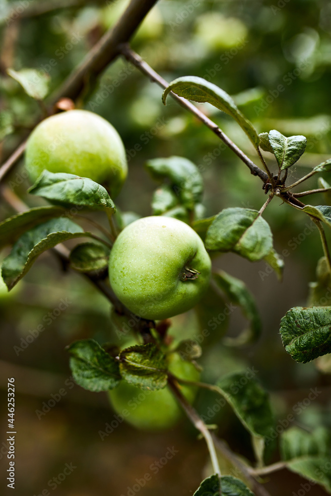 Green apples hanging on a branch, close up, Concept of growing.Ripe apples ready to be picked on an apple tree in the fall.