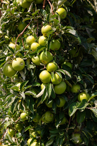 Closeup of green apples tree branches with ripe juicy fruits in garden. Harvest time