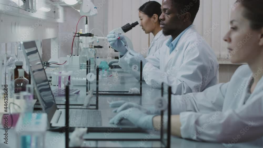 Slowmo tilt up shot of male and female scientists in white coats and gloves doing research in laboratory White rats are sitting in glass tanks Slowmo tilt up shot of male and female scientists in white coats and gloves doing research in laboratory White rats are sitting in glass tanks