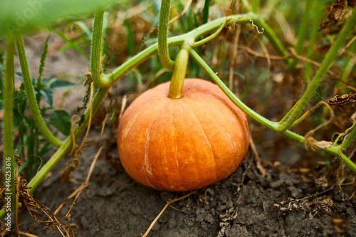A pumpkin in a farmer's patch waiting to harvest, Ripe, Organic pumpkins in the garden, autumn harvest.