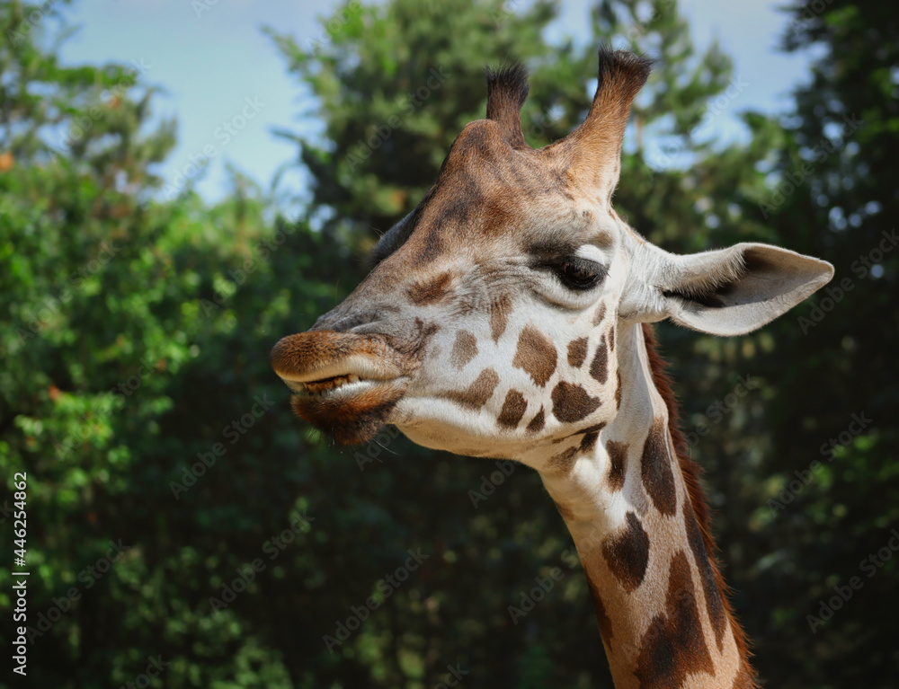 Funny Portrait of Rothschild Giraffe in Zoo. Close-up of African Animal in Czech Zoological Garden.