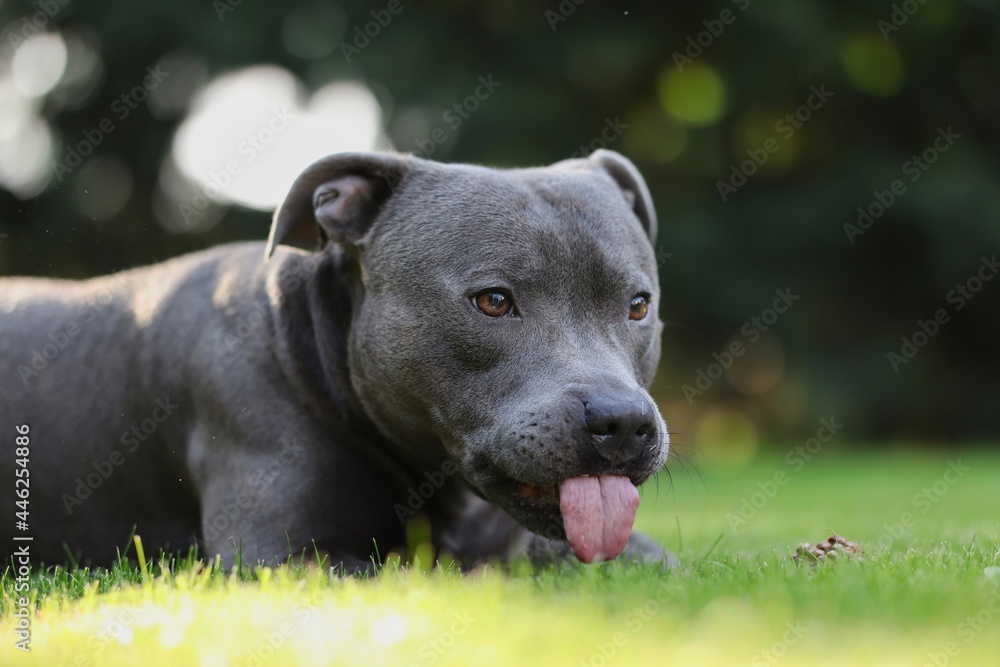 Funny Portrait of English Staffordshire Bull Terrier Lying Down in Grass in the Garden. Cute Blue Staffy with Tongue Out Outside.