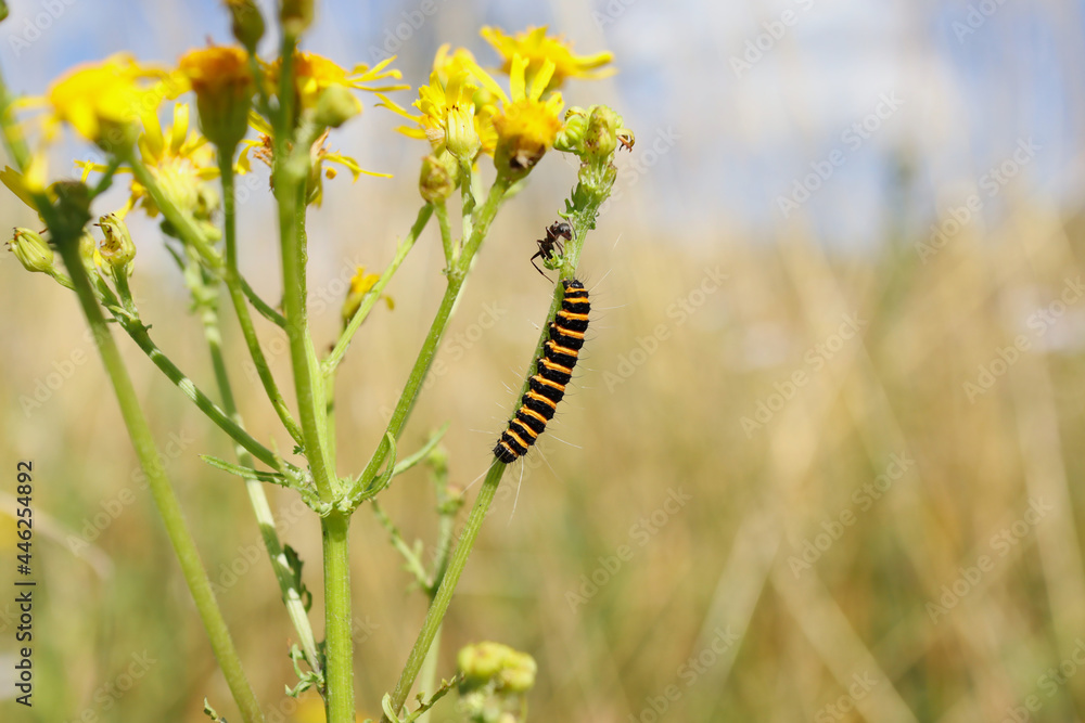 Caterpillar of Cinnabar Moth and Ant on Common Ragwort in Beautiful Nature. Black and Yellow Striped Tyria Jacobaeae on Yellow Flowering Plant.