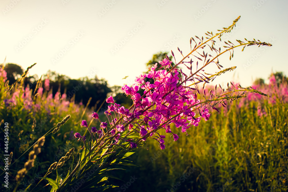 Fototapeta premium Ivan-tea, kiprei, epilobium, herbal tea on the field, close-up
