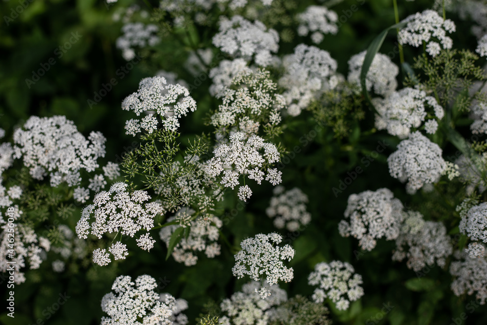 top view of white wild flowers Anthriscus in full bloom in summer top view of white wild flowers Anthriscus in full bloom in summer
