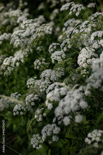 side view of white wild flowers Anthriscus in full bloom in summer. close up.