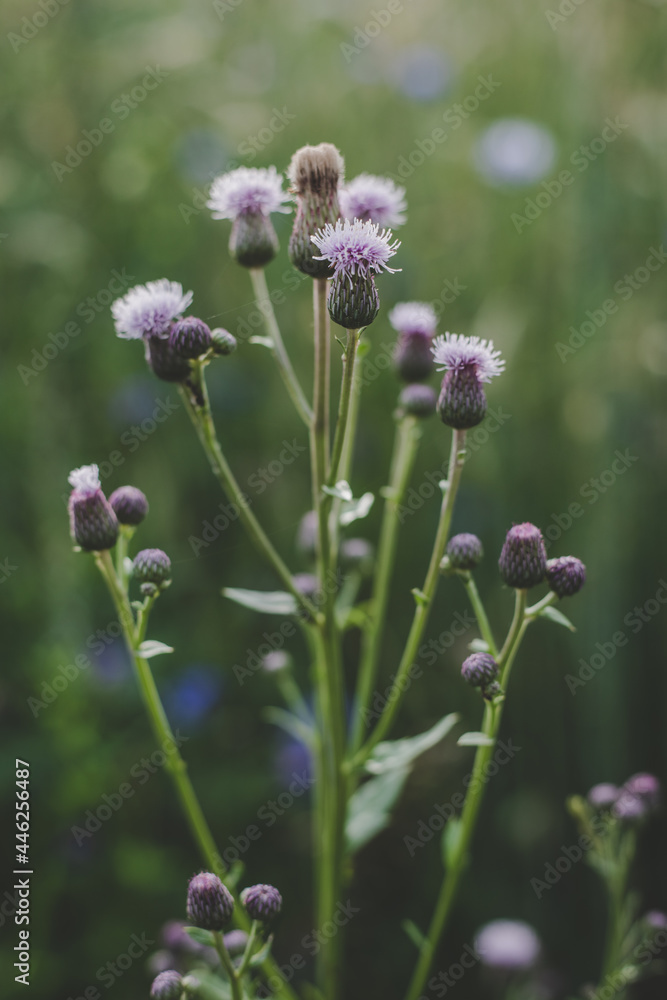 close up of purple wild flowers in meadow (Centaurea scabiosa, Cirsium arvense) in summer around summer solstice close up of purple wild flowers in meadow (Centaurea scabiosa, Cirsium arvense) in summer around summer solstice