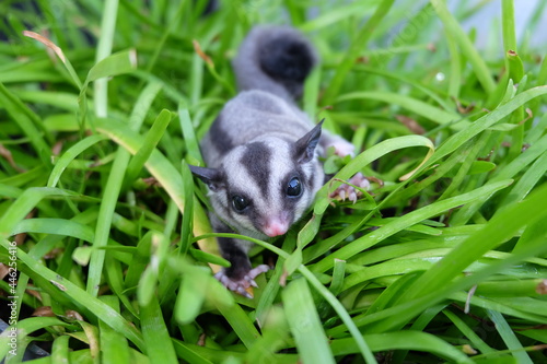 sugar glider on grass