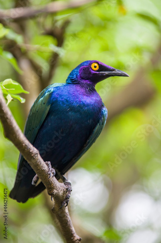 a Purple starling (Lamprotornis purpureus) is a member of the starling family of birds. It is a resident breeder in tropical Africa from Senegal and north Zaire east to Sudan and west Kenya. 