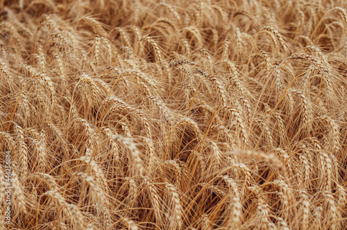 Golden wheat field close-up, ripe large ears, summer season, beginning arvest, nature outdoors