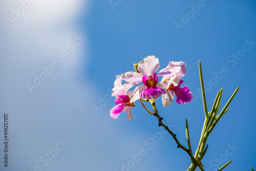 Papilionanthe Miss Joaquim is a hybrid orchid cultivar that is Singapore's national flower. Hybrid parentage: Papilionanthe teres (Vanda teres) and Papilionanthe hookeriana (Vanda hookeriana).