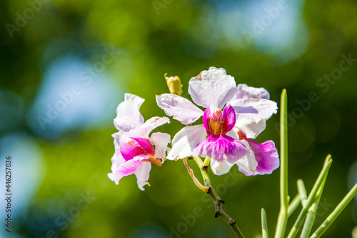 Papilionanthe Miss Joaquim is a hybrid orchid cultivar that is Singapore's national flower. Hybrid parentage: Papilionanthe teres (Vanda teres) and Papilionanthe hookeriana (Vanda hookeriana).