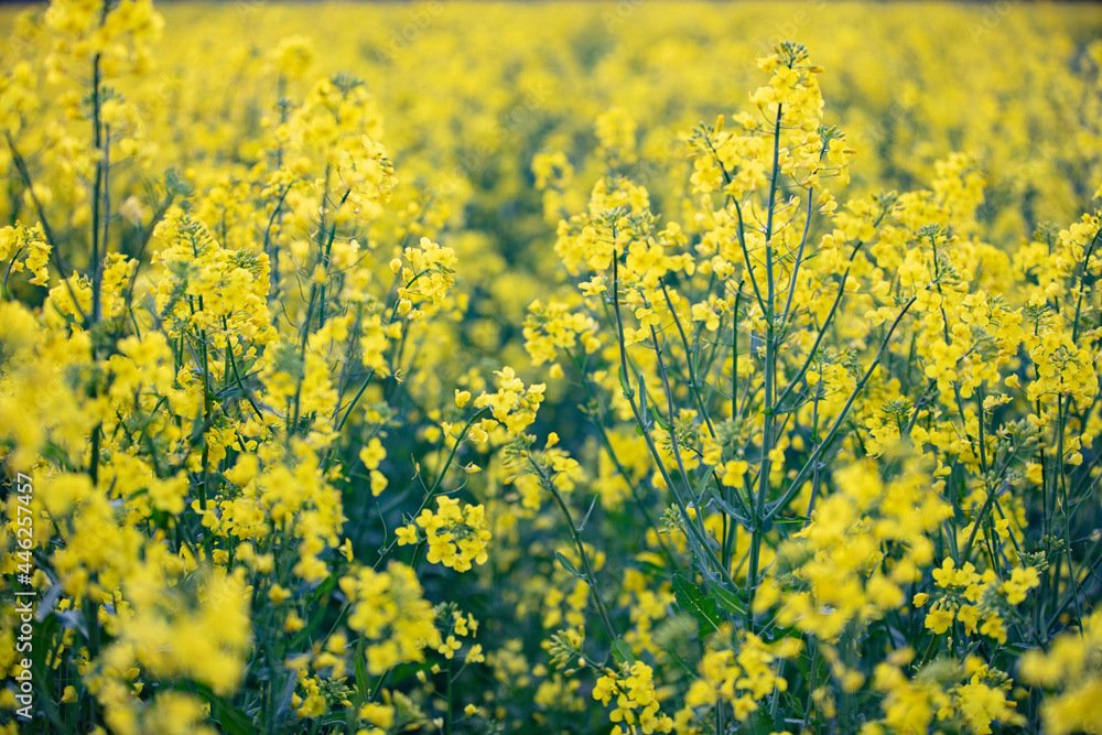 Bright yellow rapeseed grass. Natural background.