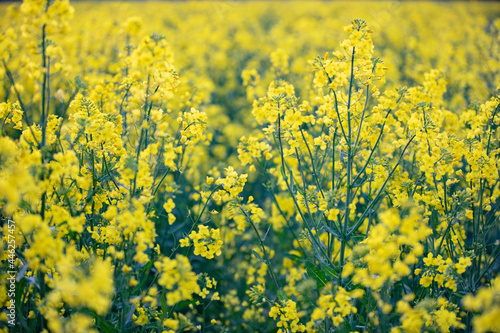 Bright yellow rapeseed grass. Natural background. © Светлана Лазаренко