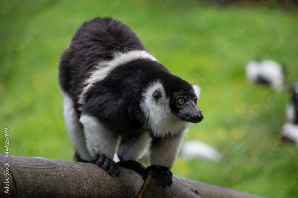 A Black-and-white ruffed lemur crawling along a log.