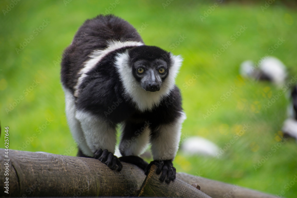 Fototapeta premium A White-belted ruffed lemur looking at camera.