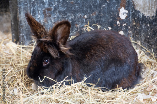 A black Domestic rabbit lying in hay.